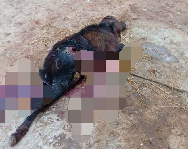 కుక్కల దాడిలో లేగ దూడ మృతి