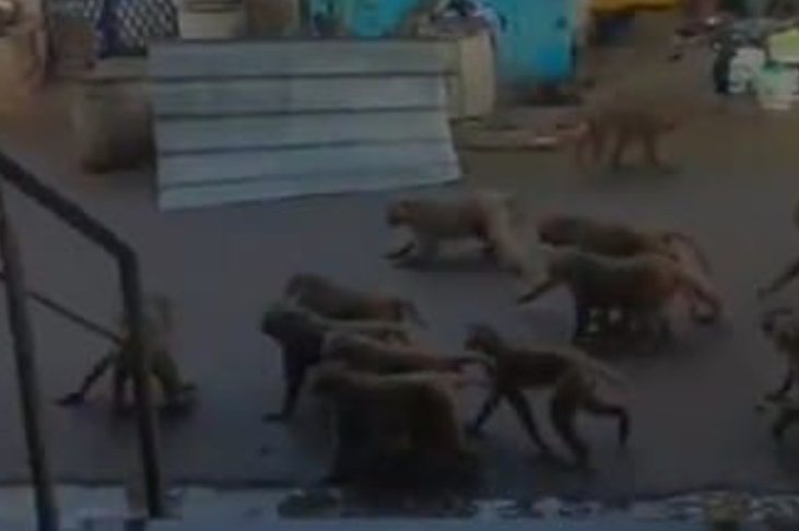 ఉమ్మడి జిల్లాలో విచ్చలవిడిగా వానర సైన్యం స్వైర విహారం