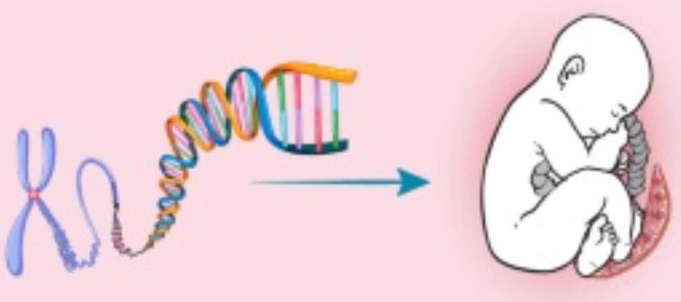 గర్భస్థ శిశువుల లోపాలకు కొత్త జన్యు కారణాలను గుర్తించిన ఐసీఎంఆర్ శాస్త్రవేత్తల బృందం