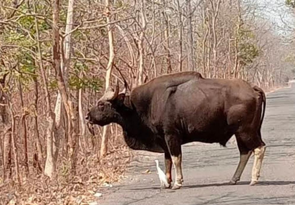 తునికాకు మహిళా కూలి పై అడవి దున్న దాడి