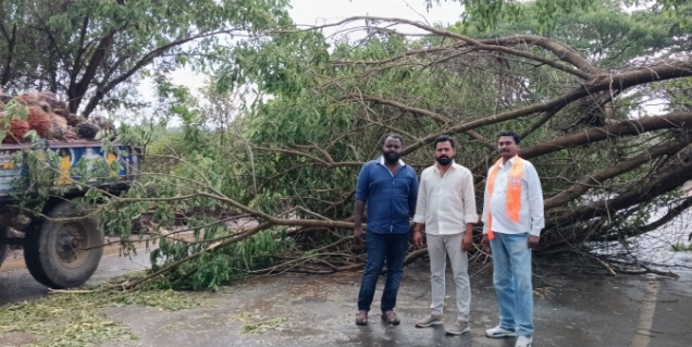 అశ్వరావుపేట : నెలకొరిగిన భారీ వృక్షం