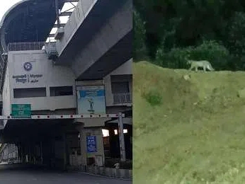 మియాపూర్&zwnj; మెట్రో స్టేషన్&zwnj; సమీపంలో చిరుత సంచారం?.. భయాందోళనలో స్థానికులు