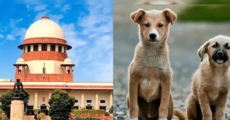 వీధి కుక్కల దాడిలో ఎవరైనా గాయపడితే వాటికి తిండిపెట్టిన వారిదే బాధ్యత: సుప్రీంకోర్టు